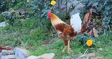 Tan bonito el Gallo🐓 Esto es Santander tierra hermosa y única 😊 La Z Se ve y se oye.